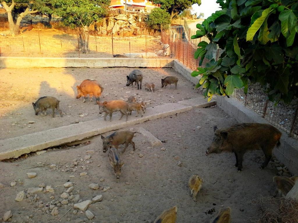 Agriturismo Pentuma Chiaramonti 외부 사진