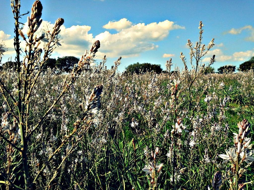 Agriturismo Pentuma Chiaramonti 외부 사진
